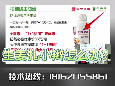 生姜扎小辮怎么辦？ ()