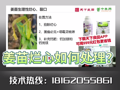 姜苗爛芯如何處理？ ()