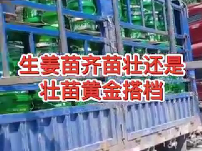 生姜苗齊苗壯還是壯苗黃金搭檔 ()