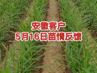 安徽客戶5月16日苗情反饋 (3969播放)