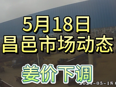 5月18日 昌邑生姜交易實況（姜價下調） (3980播放)