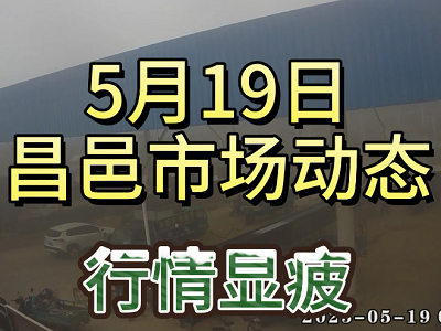 5月19日 昌邑生姜交易實況（行情顯疲） (3969播放)
