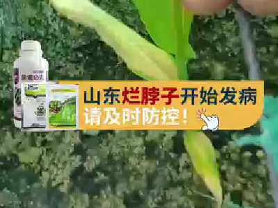 山東爛脖子開始發病請及時防控！ (3986播放)