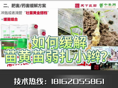 如何緩解生姜苗黃苗弱扎小辮？ ()