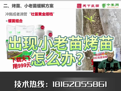 生姜出現(xiàn)小老苗烤苗怎么辦 ()