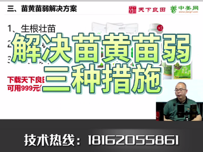 解決生姜苗黃苗弱的三種措施 ()
