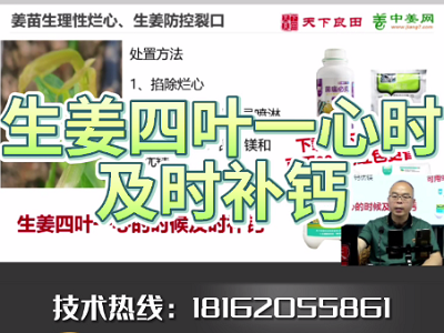 生姜四葉一心時要及時補鈣 ()