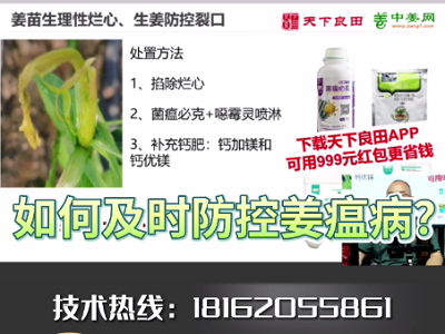如何及時防控姜瘟?。?()