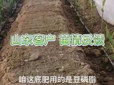 山東客戶苗情反饋 (4011播放)