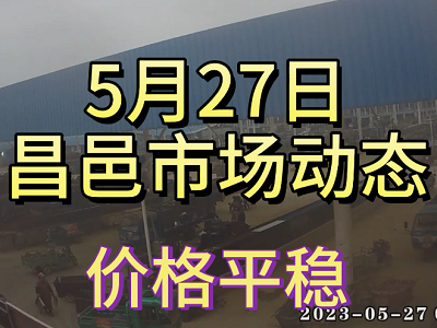 5月27日 昌邑生姜交易實況（價格平穩） (4055播放)