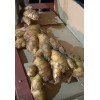 大量供應優質生姜
