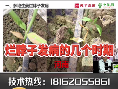 爛脖子發(fā)病的幾個時期 ()