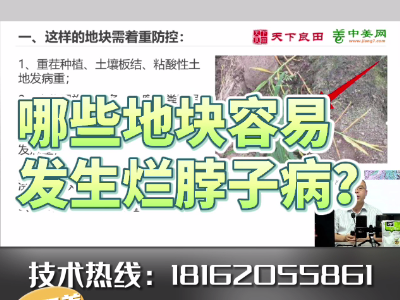 哪些地塊容易發(fā)生爛脖子病？ (4036播放)