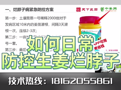 如何日常防控生姜爛脖子病？ ()