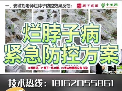 生姜爛脖子病緊急防控方案 ()