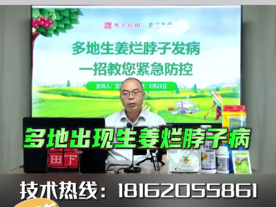 多地出現生姜爛脖子病 (4022播放)
