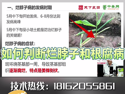 如何判斷生姜爛脖子和根腐病？ ()