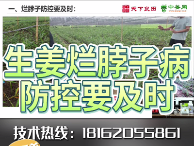 生姜爛脖子病防控要及時 ()