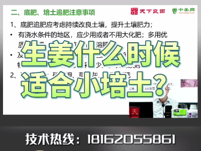 生姜什么時候適合小培土？ ()