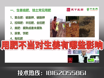 用肥不當對生姜有哪些影響？ ()