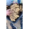 優質生姜購銷18660989133