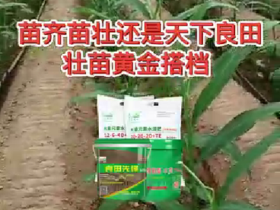 苗齊苗壯還是天下良田壯苗黃金搭檔 ()