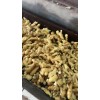 山東優(yōu)質(zhì)生姜18660989133