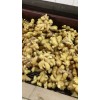 優質生姜購銷18660989133