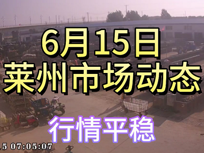 6月15日 萊州生姜交易實況（行情平穩） (4123播放)