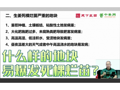 什么樣的地塊易爆發(fā)死棵爛苗？ (4087播放)