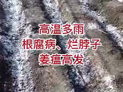 高溫多雨，根腐病、爛脖子、姜瘟高發 ()
