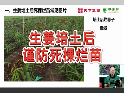 生姜培土后謹防死棵爛苗 ()
