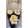大姜小姜大量出售信息13853986373