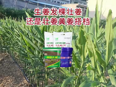 生姜發(fā)棵壯姜還是壯姜黃姜搭檔 (4098播放)