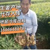鮮姜代存入庫(kù)【大黃姜 小黃姜】