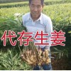 生姜批發(fā) 代存入庫(kù) 地窖冷庫(kù)出租