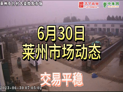6月30日 萊州生姜交易實況（交易平穩） (4406播放)