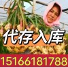 大棚鮮姜大量上市 陸地鮮姜待售 歡迎各地老板前來(lái)選購(gòu)庫(kù)存