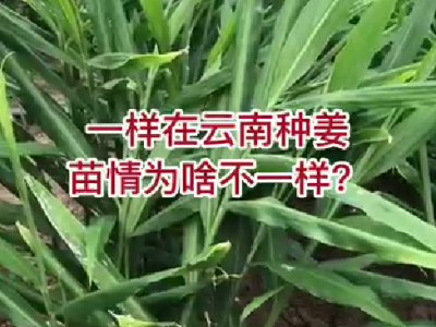 一樣在云南種姜，苗情為啥不一樣？ (4170播放)