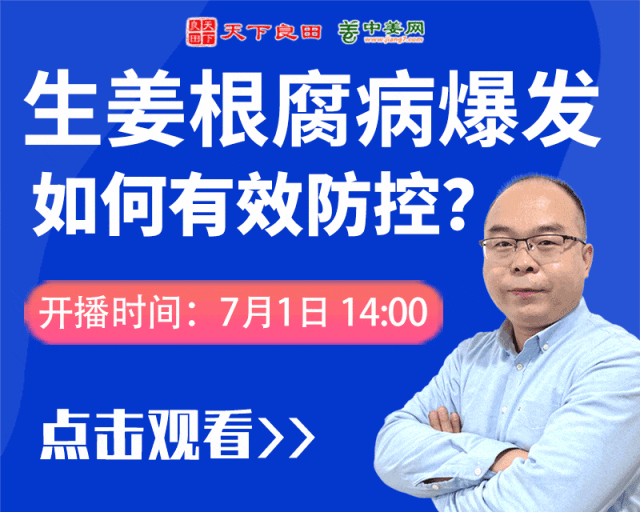 生姜根腐病爆發(fā) 怎么辦