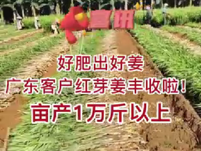 用好肥出好姜，客戶紅芽姜畝產1萬斤以上，喜獲豐收 ()
