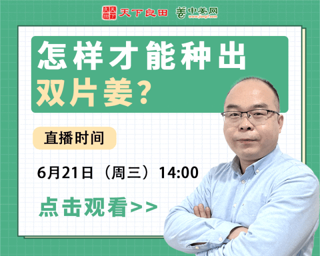 雙片姜