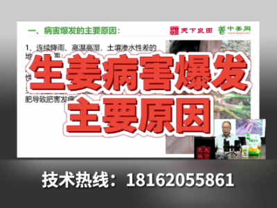 生姜病害爆發(fā)的主要原因 ()