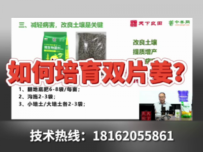 如何培育雙片姜？ ()