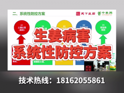 生姜病害系統性防控方案 ()