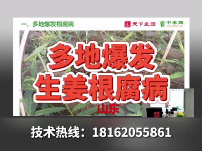 多地爆發(fā)生姜根腐病 (4202播放)