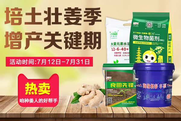 培土壯姜季，增產關鍵期 ()
