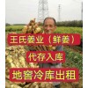 鮮姜代存入庫(kù) 出租冷庫(kù)地窖