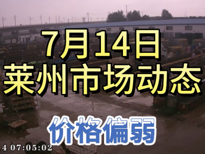 7月14日 萊州生姜交易實況（價格偏弱） (4279播放)
