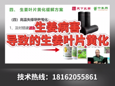 生姜病害導致的生姜葉片黃化 ()